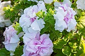 Petunia Cascade Orchid Mist, Petunia grandiflora Cascade Orchid Mist, flowers
