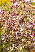 Clary Sage, Salvia sclarea var. turkestanica, flowers