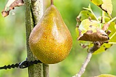 Pear Grand Champion, Pyrus communis Grand Champion, fruit