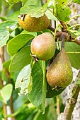 Pear Conseiller à la cour, Pyrus communis Conseiller à la cour, fruits