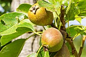 Pear Conseiller à la cour, Pyrus communis Conseiller à la cour, fruits