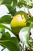 Pear Marie Louise dUccle, Pyrus communis Marie Louise dUccle, fruit