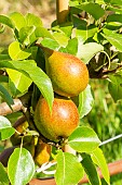 Pear Beurré Durondeau, Pyrus communis Beurré Durondeau, fruits