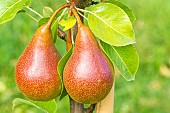 Pear Beurré Durondeau, Pyrus communis Beurré Durondeau, fruits