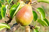 Pear Bon chrétien William, Pyrus communis Bon chrétien William, fruit