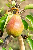 Pear Bon chrétien William, Pyrus communis Bon chrétien William, fruit