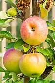 Apple James Grieve, Malus domestica James Grieve, fruits