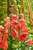 Candle Larkspur, Delphinium Red Lark, flowers