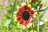 Common Sunflower, Helianthus annuus Florenza, flower