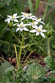 Garden Star-of-Bethlehem (Ornithogalum umbellatum) flowers, in the maquis in spring, hillside near Hyères, Var, France