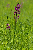 Loose-flowered Orchid (Anacamptis laxiflora) 2 plants in a meadow in spring, Countryside near Hyères, Var, France