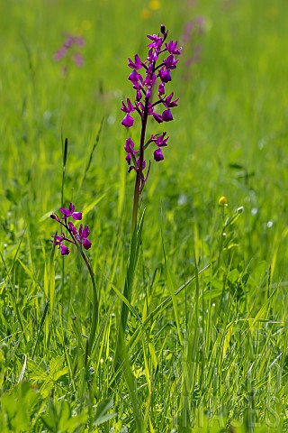 Looseflowered_Orchid_Anacamptis_laxiflora_2_plants_in_a_meadow_in_spring_Countryside_near_Hyres_Var_