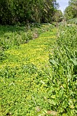 Parrot Feather Watermilfoil (Myriophyllum aquaticum) Invasive plant colonising ditches in the Lieurette LPO refuge area, Landscape of a ditch on the edge of an undergrowth, near Hyères, Var, France