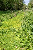 Parrot Feather Watermilfoil (Myriophyllum aquaticum) Invasive plant colonising ditches in the Lieurette LPO refuge area, Landscape of a ditch on the edge of an undergrowth, near Hyères, Var, France