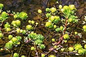 Parrot Feather Watermilfoil (Myriophyllum aquaticum) Invasive plant colonising ditches in the Lieurette LPO refuge area, Detail of flowers on the surface, near Hyères, Var, France