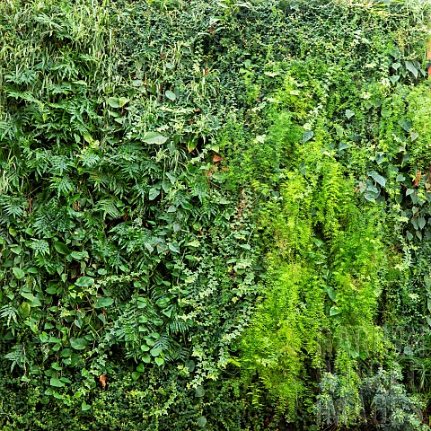 Green_wall_with_different_plants_in_shades_of_green_in_a_shopping_centre_patio_Nancy_Lorraine_France