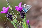 Chalkhill Blue (Lysandra coridon) foraging for butterfly lavender (Lavandula stoechas) in spring, Maures scrubland near Hyères, Var, France