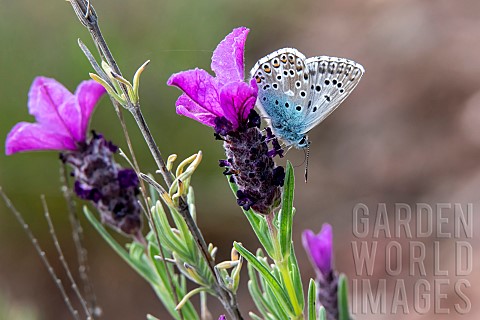 Chalkhill_Blue_Lysandra_coridon_foraging_for_butterfly_lavender_Lavandula_stoechas_in_spring_Maures_
