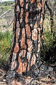 Parasol pine (Pinus pinea) detail of a pine trunk burnt down in 2021, Plaine des Maures near Les Mayons, Var, France