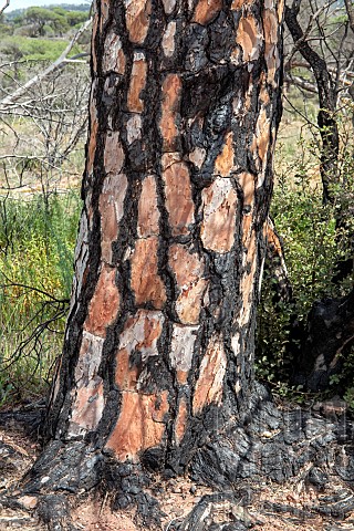 Parasol_pine_Pinus_pinea_detail_of_a_pine_trunk_burnt_down_in_2021_Plaine_des_Maures_near_Les_Mayons