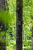 Common Treecreeper (Certhia familiaris) climbing an oak trunk in a deciduous forest in spring near Belleville, Lorraine, France