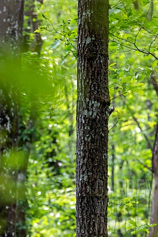 Common_Treecreeper_Certhia_familiaris_climbing_an_oak_trunk_in_a_deciduous_forest_in_spring_near_Bel