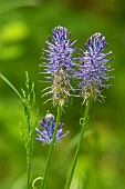 Rampion (Phyteuma sp) detail of the flowers of plants growing along a forest path in spring, Belleville Forest, Lorraine, France