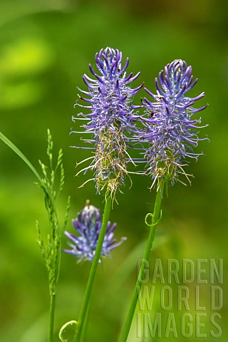 Rampion_Phyteuma_sp_detail_of_the_flowers_of_plants_growing_along_a_forest_path_in_spring_Belleville