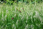 Red Clover (Trifolium pratense) flowers among grasses in spring at the edge of cultivated fields, Lorraine countryside, France