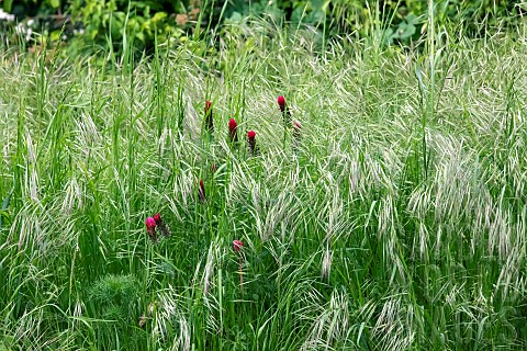 Red_Clover_Trifolium_pratense_flowers_among_grasses_in_spring_at_the_edge_of_cultivated_fields_Lorra