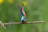 Common Kingfisher (Alcedo atthis), mating on a branch, Canton of Vaud, Switzerland.