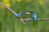 Common Kingfisher (Alcedo atthis), nuptial gift on a branch, Canton of Vaud, Switzerland.