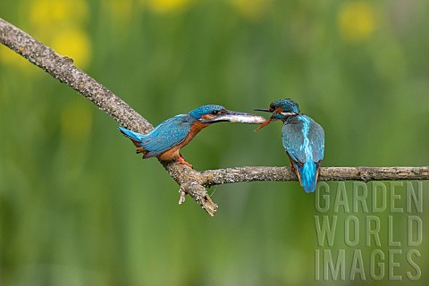 Common_Kingfisher_Alcedo_atthis_nuptial_gift_on_a_branch_Canton_of_Vaud_Switzerland