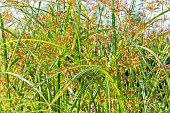 Galingale, Cyperus longus