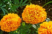 Proud Mari Marigold, Tagetes erecta Proud Mari, flowers