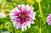 Garden cosmos, Cosmos bipinnatus Double Clic Bicolor, flower