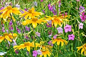 Black-eyed Susan, Rudbeckia hirta Prairie Sun, Flowering Tobacco, Nicotiana sanderae Super Rose, flowers