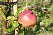 Apple Kid orange red, Malus domestica Kid orange red, fruit