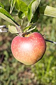 Apple Kid orange red, Malus domestica Kid orange red, fruit