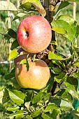 Apple Malus James Grieve, domestica James Grieve, fruit