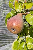 Pear Beurre précoce Morettini, Pyrus communis Beurre précoce Morettini, fruit