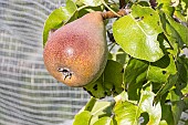 Pear Beurre précoce Morettini, Pyrus communis Beurre précoce Morettini, fruit