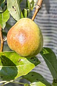 Pear Charles Cognee, Pyrus communis Charles Cognee, fruit