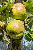 Pear Charles Ernest, Pyrus communis Charles Ernest, fruit