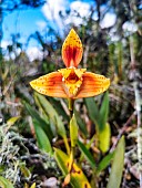 Orchid (Maxillaria fucata) in flower in a low, poor plant formation (called ratachal) on the Andean ridges of Peru (2000 m), Canaan, Peru