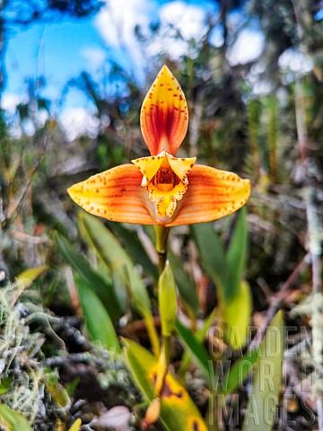 Orchid_Maxillaria_fucata_in_flower_in_a_low_poor_plant_formation_called_ratachal_on_the_Andean_ridge