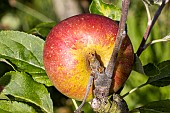 Apple Ellisons orange, Malus domestica Ellisons orange, fruit