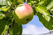 Apple Calville mi-août de Chaussan, Malus domestica Calville mi-août de Chaussan, fruit