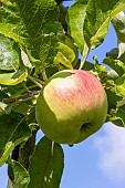 Apple Calville mi-août de Chaussan, Malus domestica Calville mi-août de Chaussan, fruit