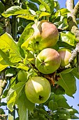 Apple Calville mi-août de Chaussan, Malus domestica Calville mi-août de Chaussan, fruits